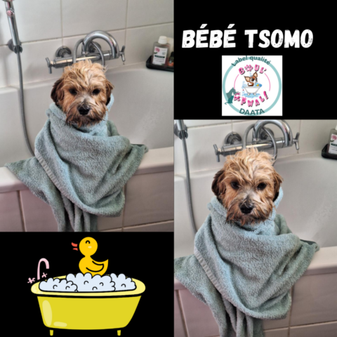 bébé Tsomo