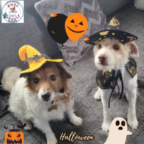 helfy et marley