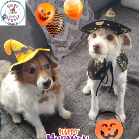 helfy et marley1