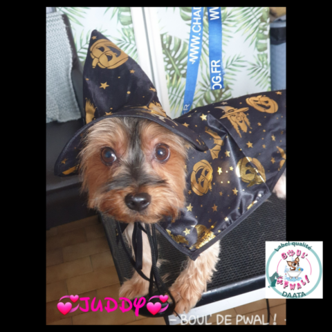 juddy2