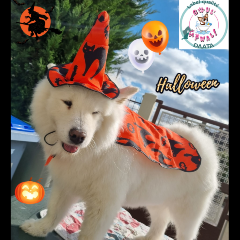 lilou