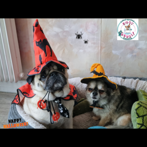 marley et nemo2
