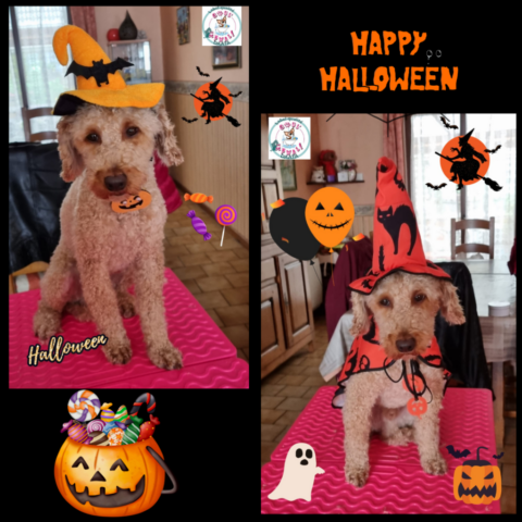 milou