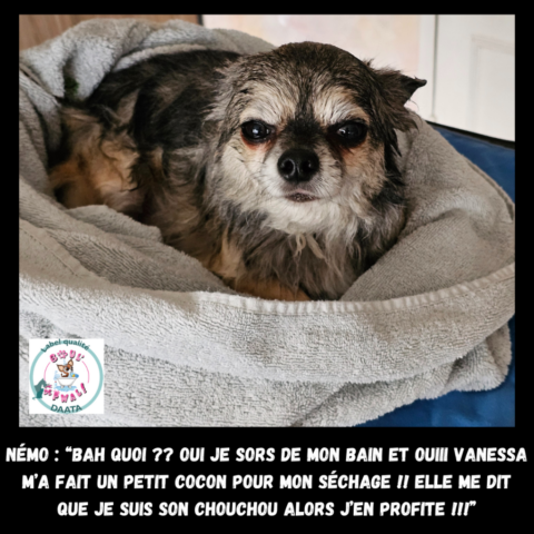 némo “bah quoi oui je sors de mon bain et ouiii vanessa m’a fait un petit cocon pour mon séchage !!”