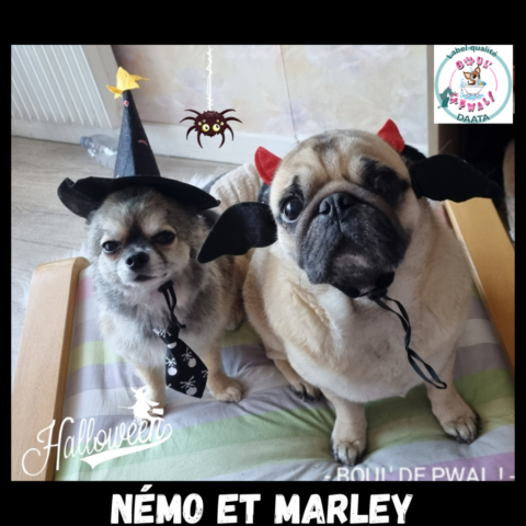 némo et marley