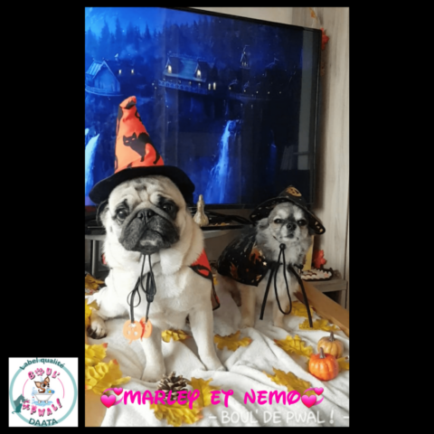némo et marley3