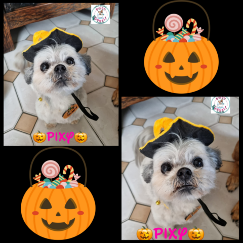 pixy