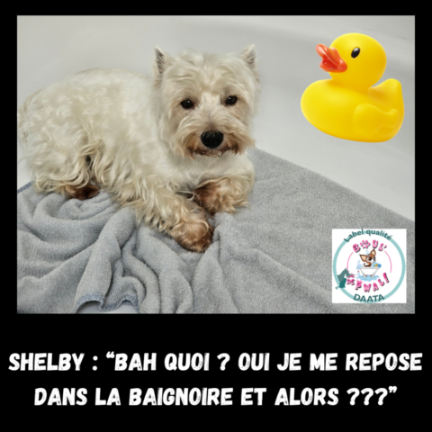 shelby “bah quoi oui je me repose dans la baignoire et alors ”