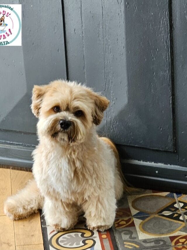 TSOMO QUI VEUT JOUER