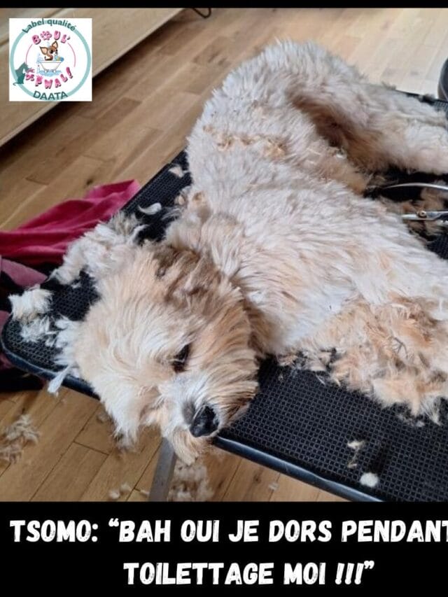 TSOMO RELAX PENDANT SON TOILETTAGE