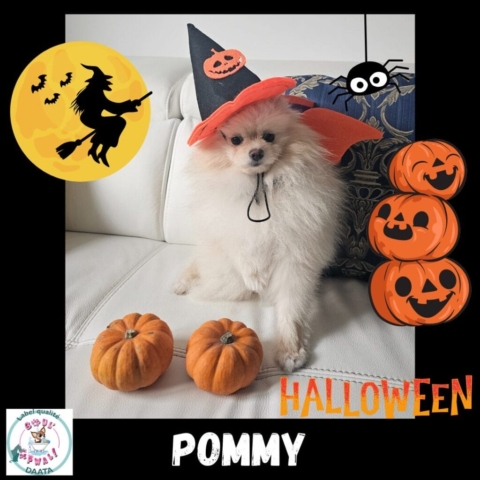 pommy