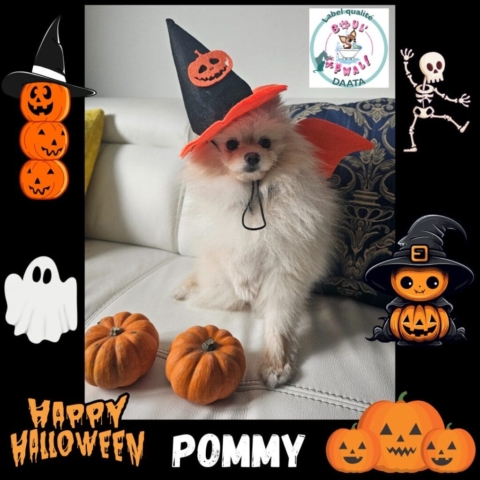pommy2