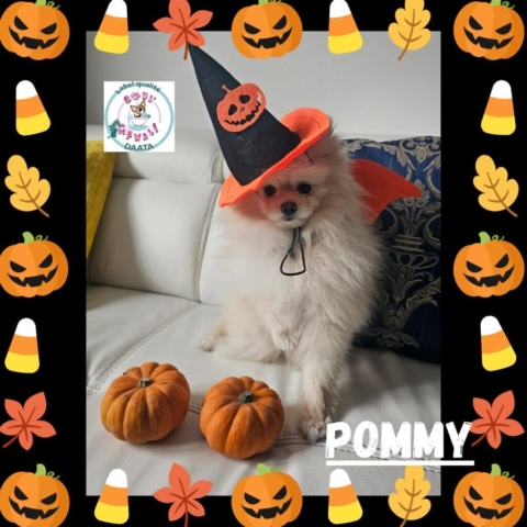 pommy3
