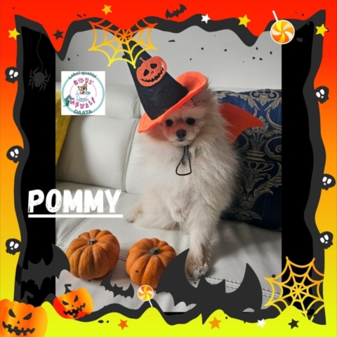 pommy4