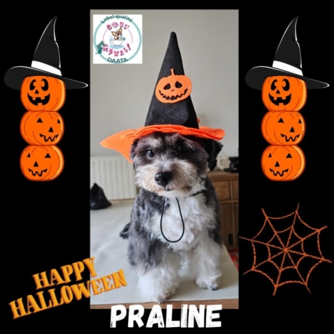 praline1