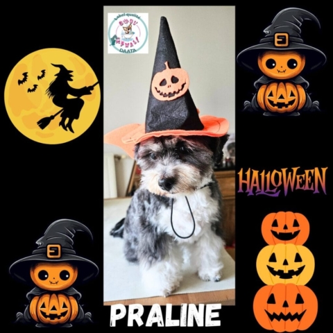 praline2