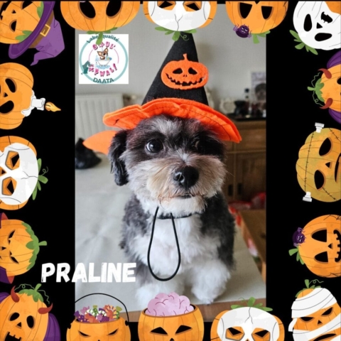praline3