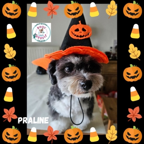 praline4