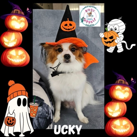 ucky4